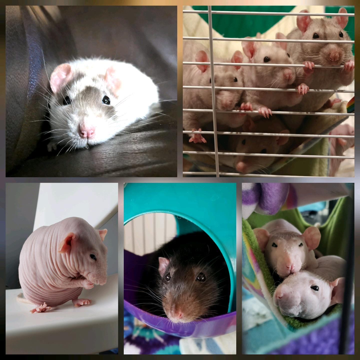 Animal Photo